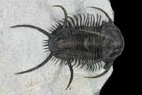 Spiny Ceratarges Trilobite - Zireg, Morocco #125230-1